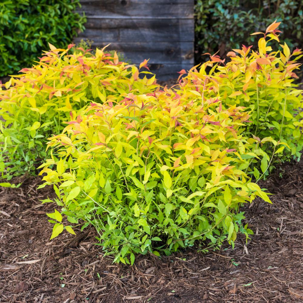 Spring Hill Nurseries 4 in. Pot Goldflame Spirea (Spiraea ...