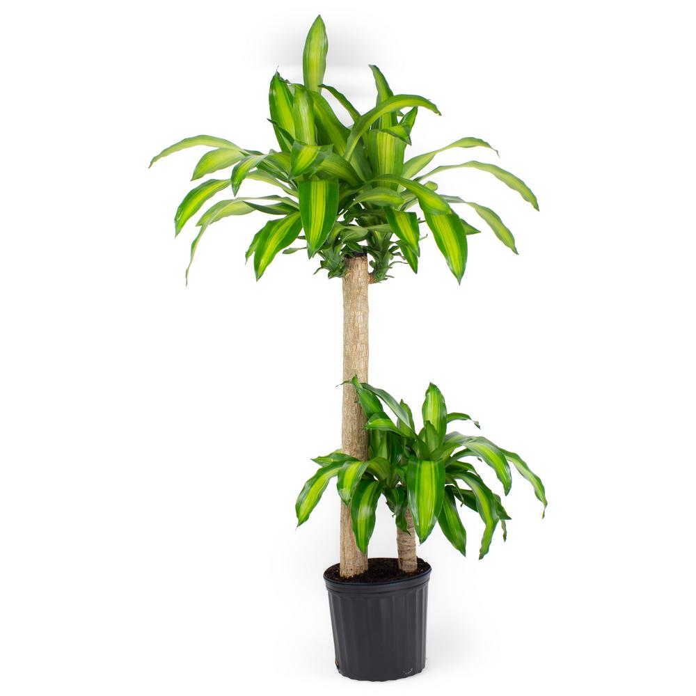 Pure Beauty Farms 1.9 Gal. Dracaena Mass Cane Stalk Plant in 9.25 In ...