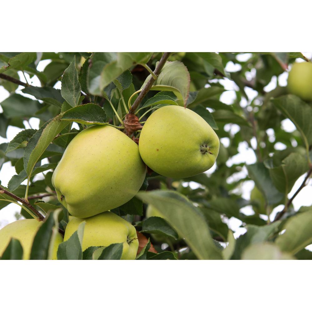 Online Orchards Golden Delicious Apple TreeFTAP008 The Home Depot