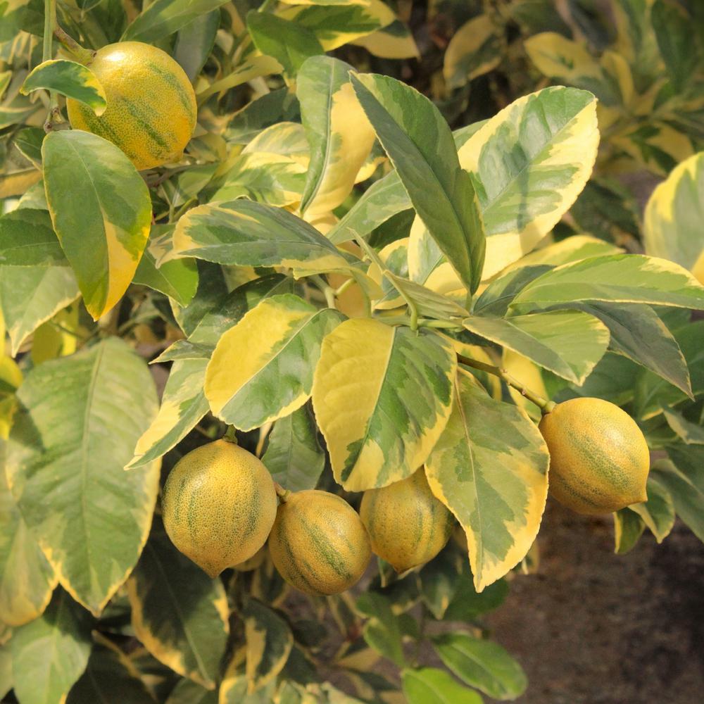 Cottage Farms Direct Variegated 2 5 Qt Pot Eureka Lemon Plant
