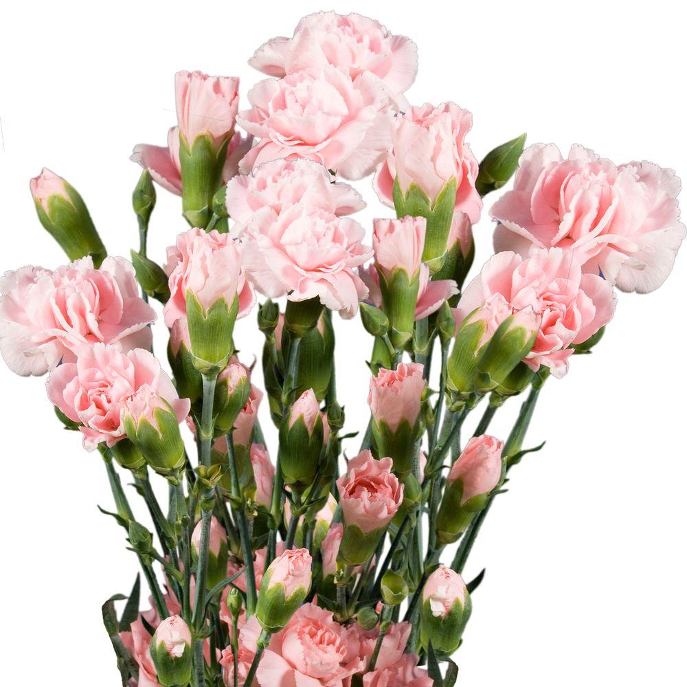 Globalrose Fresh Pink Mini Carnations (160 Stems - 640 Blooms)-mini ...