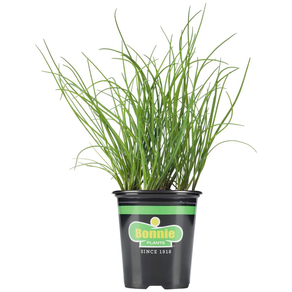 UPC 715339012142 product image for Bonnie Plants 19.3 oz. Onion Chives | upcitemdb.com