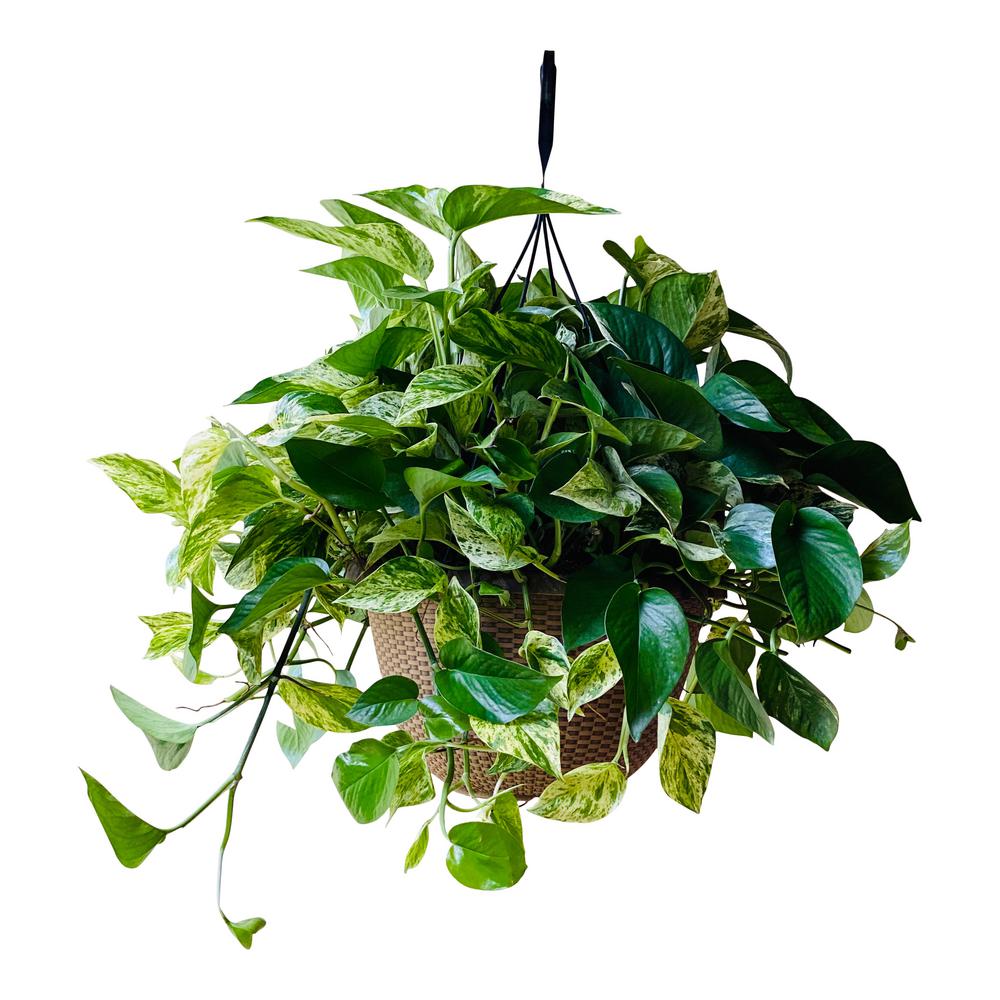 Pure Beauty Farms Golden Pothos in 12 in. Hanging Basket