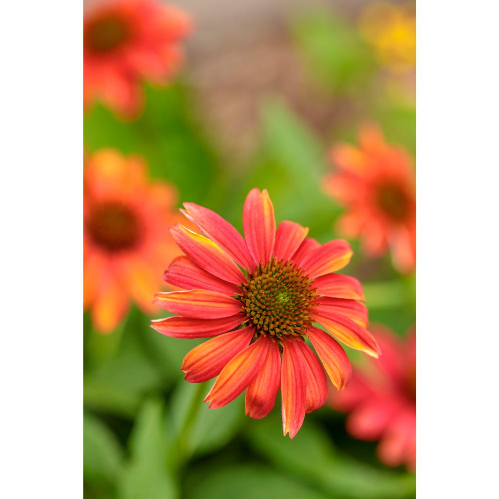 PROVEN WINNERS 4.5 in. Qt. Lakota Fire Coneflower (Echinacea) Live
