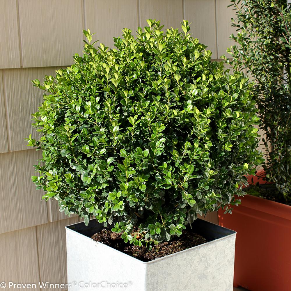 Non Flowering Shrub Shrubs Trees Bushes The Home Depot