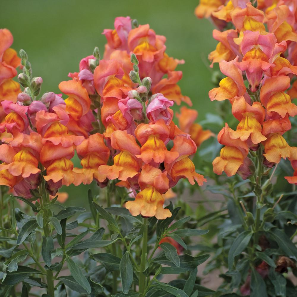 1 2.5 Qt. Orange Snapdragon Plant3557 The Home Depot