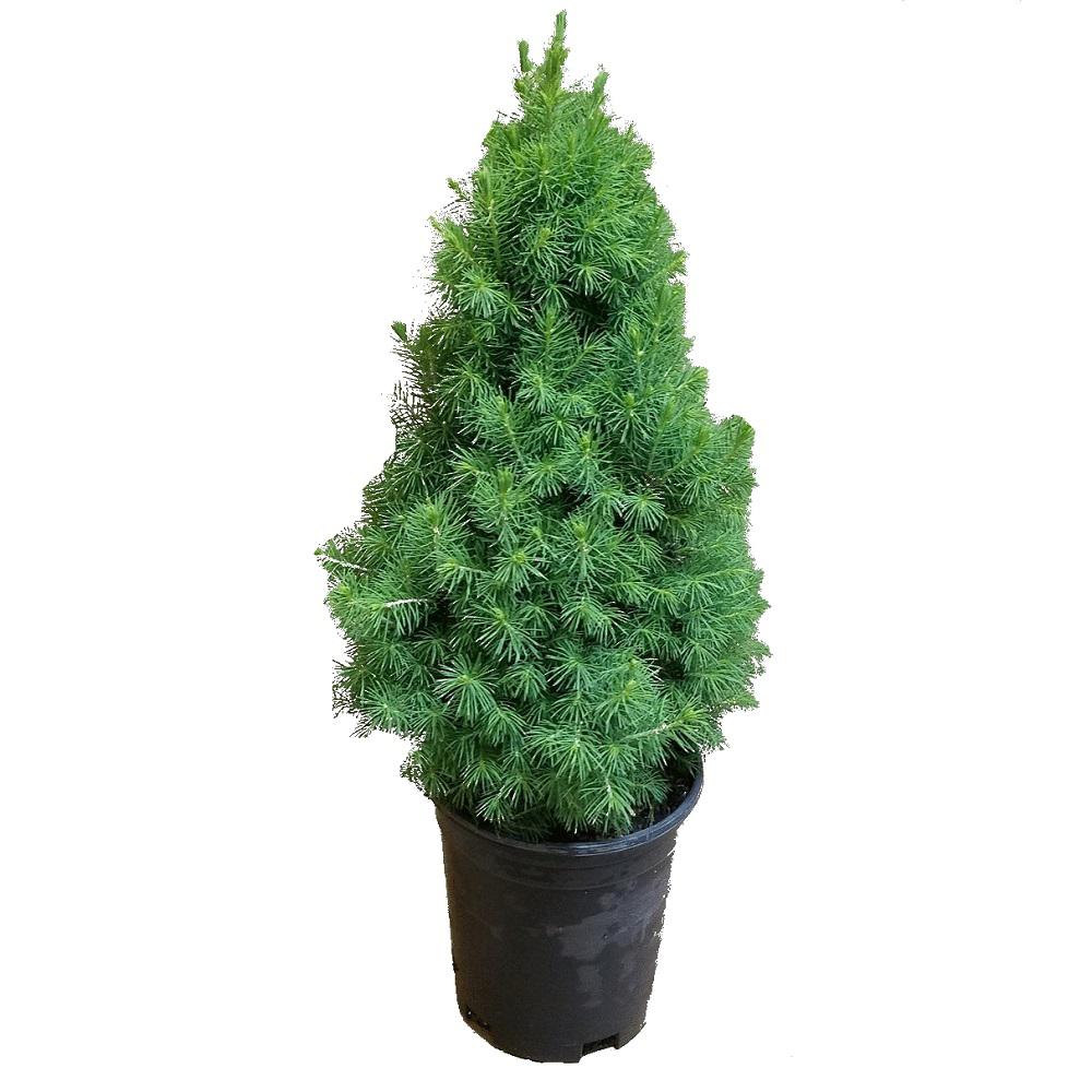 spruce alberta dwarf tree trees evergreen nursery pyramidal shrubs qt inc shrub bushes depot ornamental plants pine homedepot potted flowers