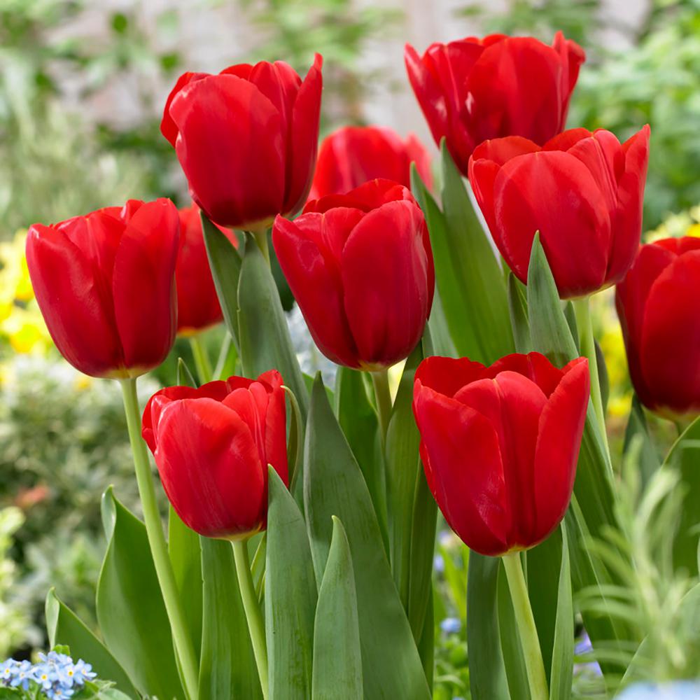  Tulip  Red Bulbs  100 Count Pack HOF18 08 The Home Depot