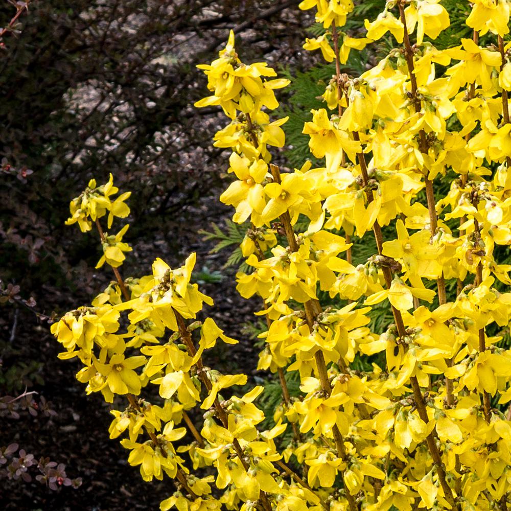 bushes forsythia zyverden potted