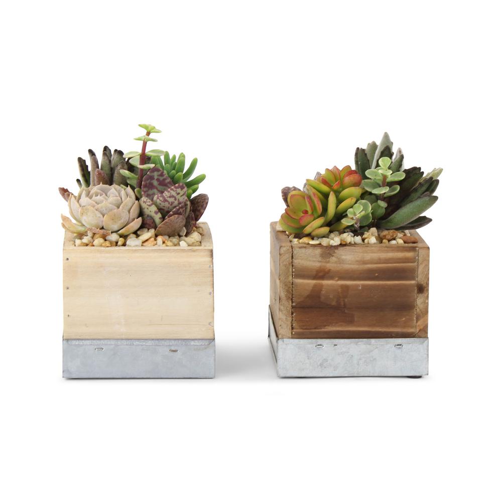 Pure Beauty Farms 4 In Succulent In Wood Box Combo 4 In 2