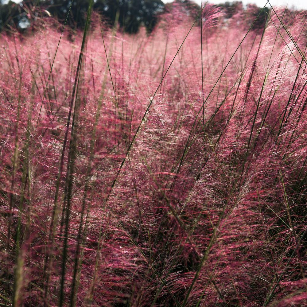 Unbranded 3 Muhly Grass 2 Pack Thd00062 The Home Depot