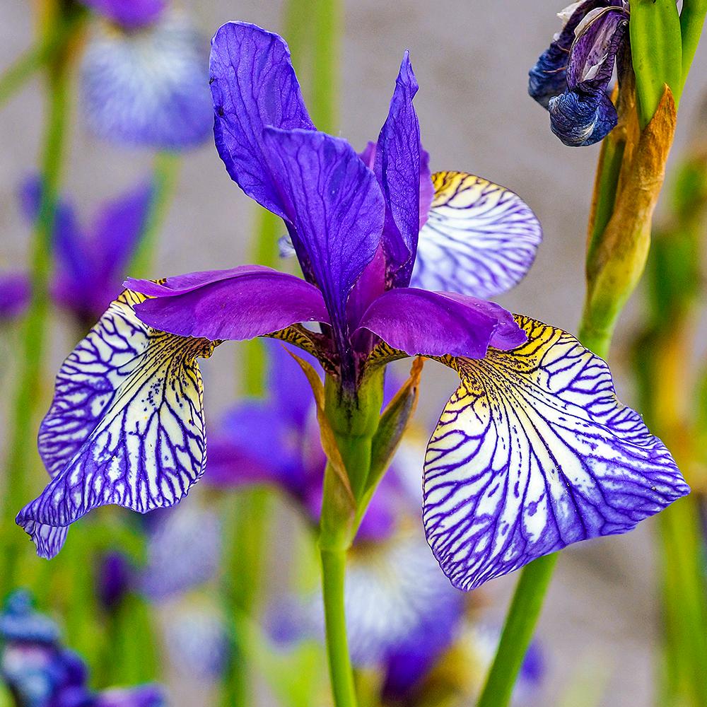 Spring Hill Nurseries Shaker S Prayer Siberian Iris Live Bareroot Prayer Siberian Iris