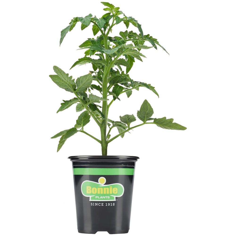 Bonnie Plants 19.3 oz. Celebrity Tomato Plant0219 The
