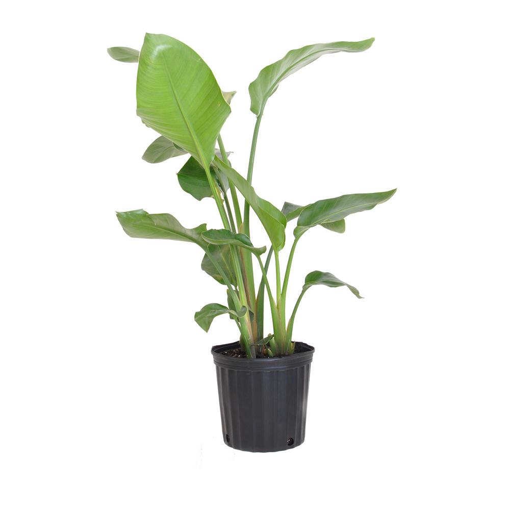 White Bird of Paradise Live Indoor Strelitzia Nicolai