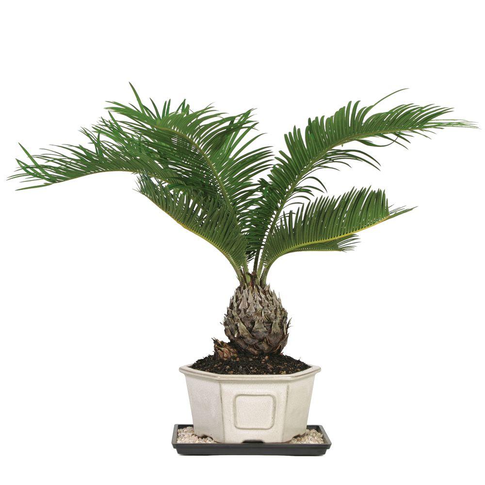 Medium Fringe Flower Outdoor Live Plant - Brussel's Bonsai