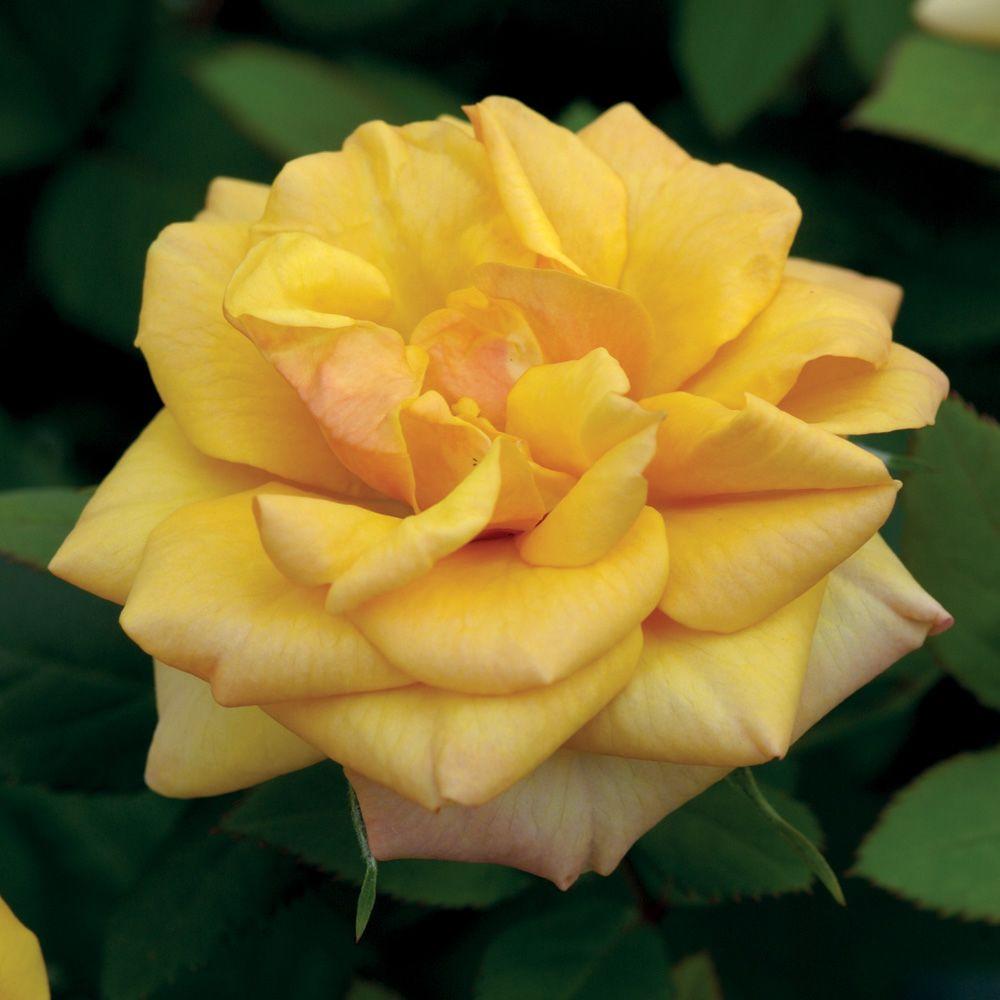 Mea Nursery All Time Favorites Rose Golden Masterpiece60016 The Home