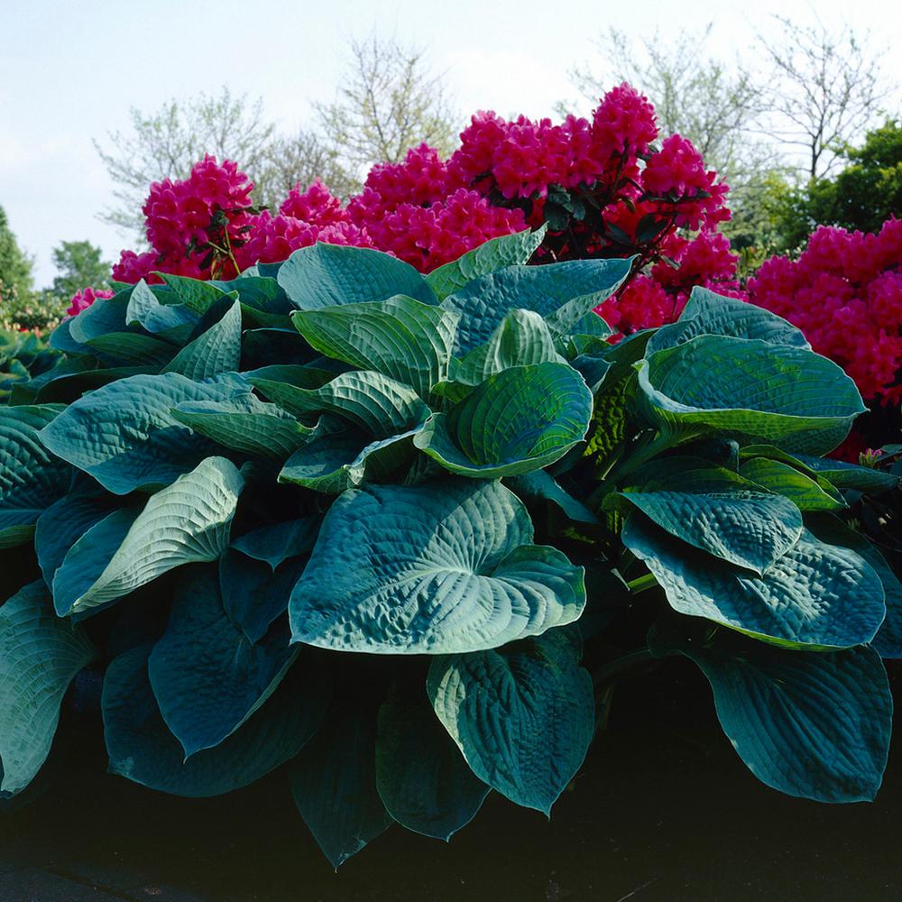 Hosta Flower Bulbs Garden Plants Flowers The Home Depot White And Lavender Hosta