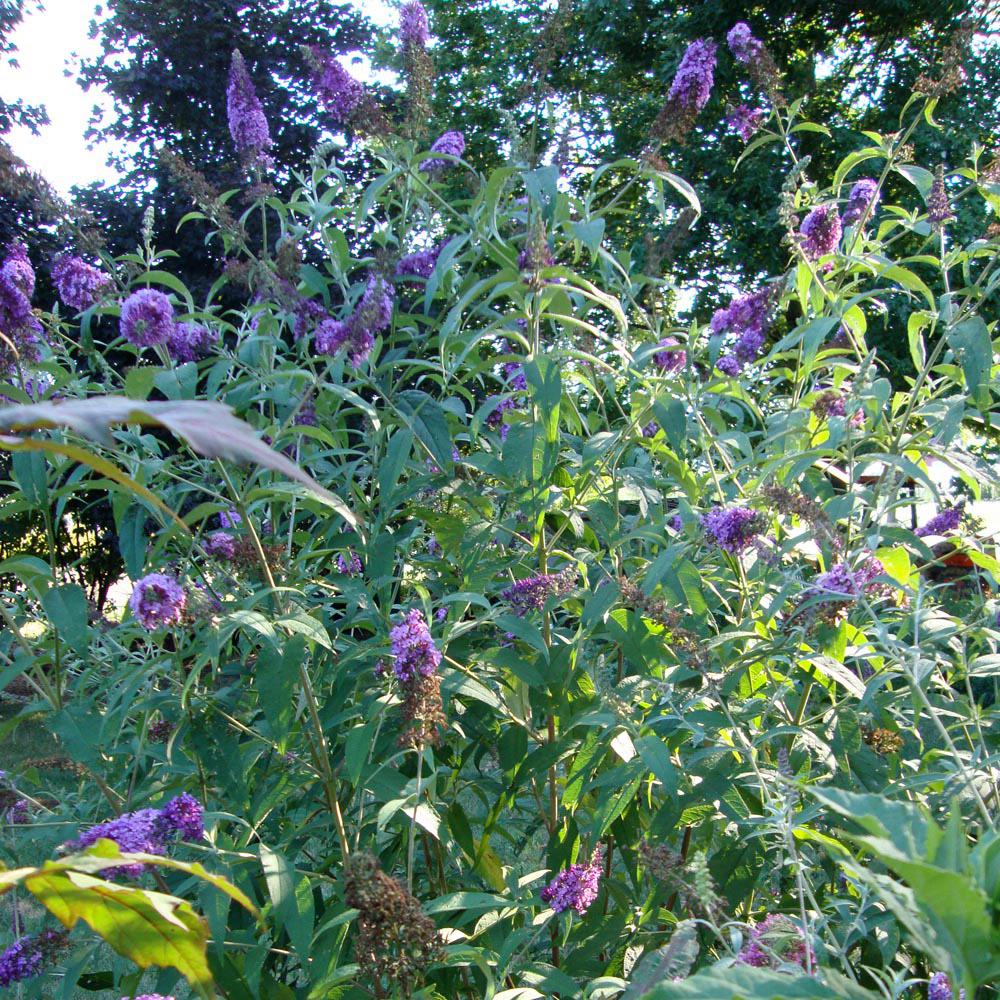 Unbranded 3 Gal Black Knight Butterfly Bush With Purple Flowers   Bushes Budd001g3 64 1000 