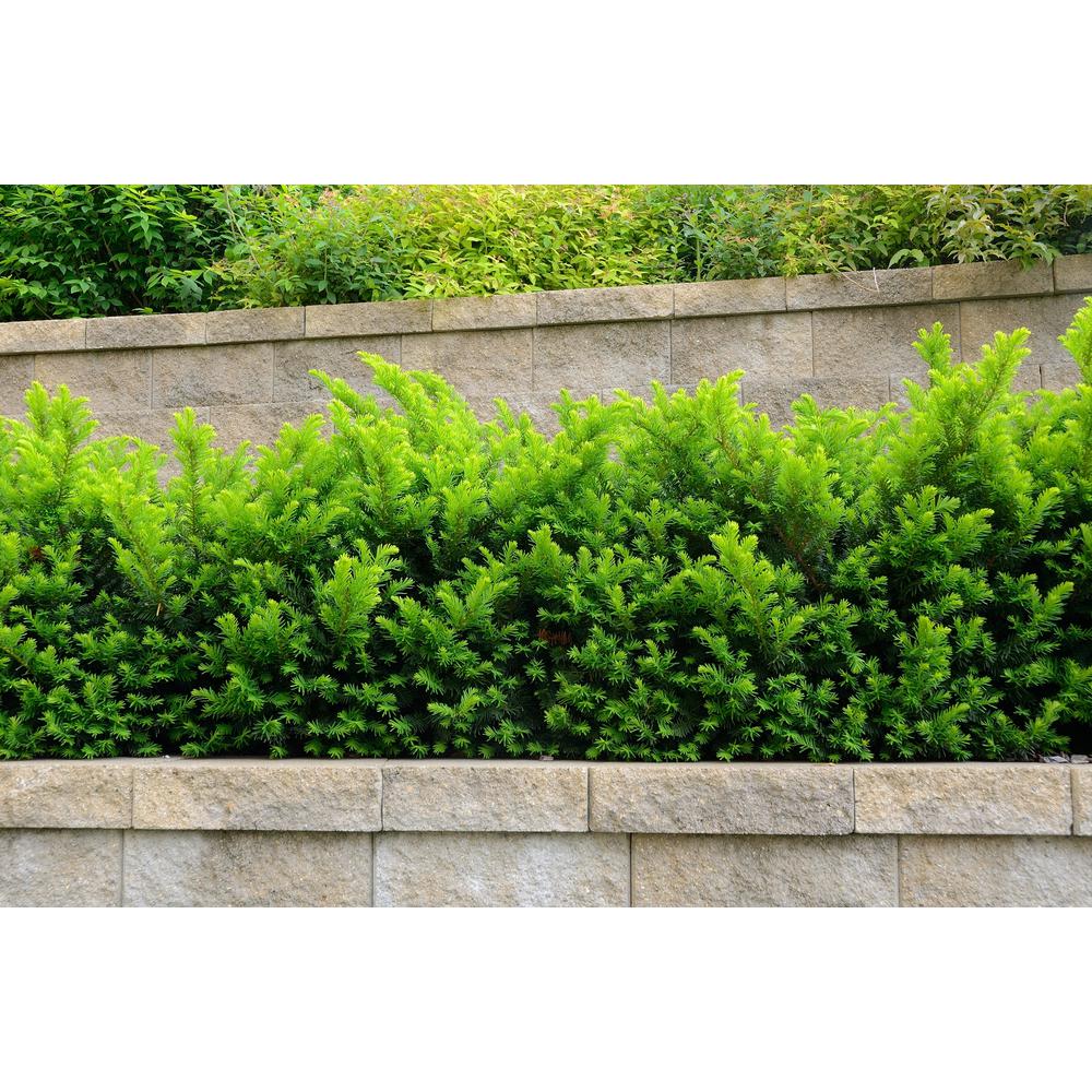 Online Orchards 1 Gal. Dense Spreading Yew Shrub this Classic Massive ...