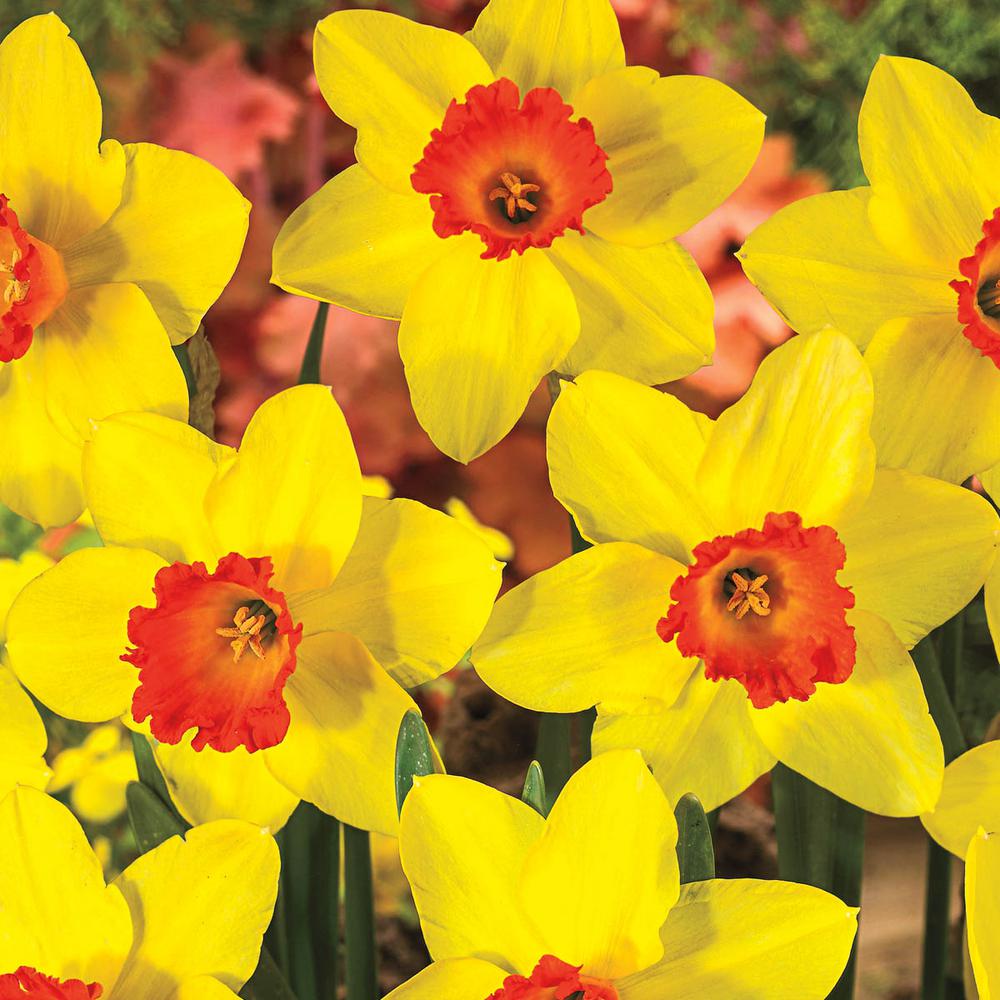 Van Bourgondien Red Devon Large Cupped Daffodil (Narcissus) Bulbs (100 ...