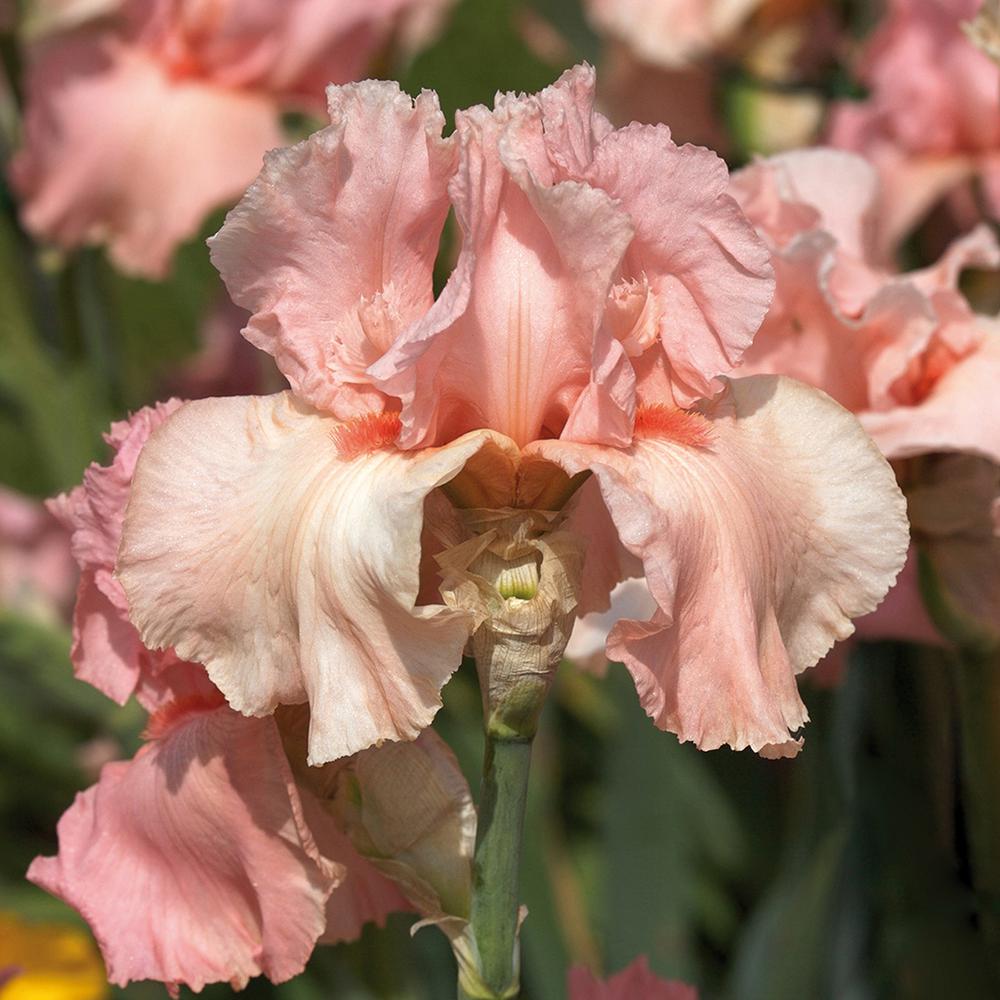 Van Zyverden Bearded Iris Bulbs Pink Attraction Set Of 3 Roots Bearded Iris Bulbs Pink Attraction Set Of 3 Roots