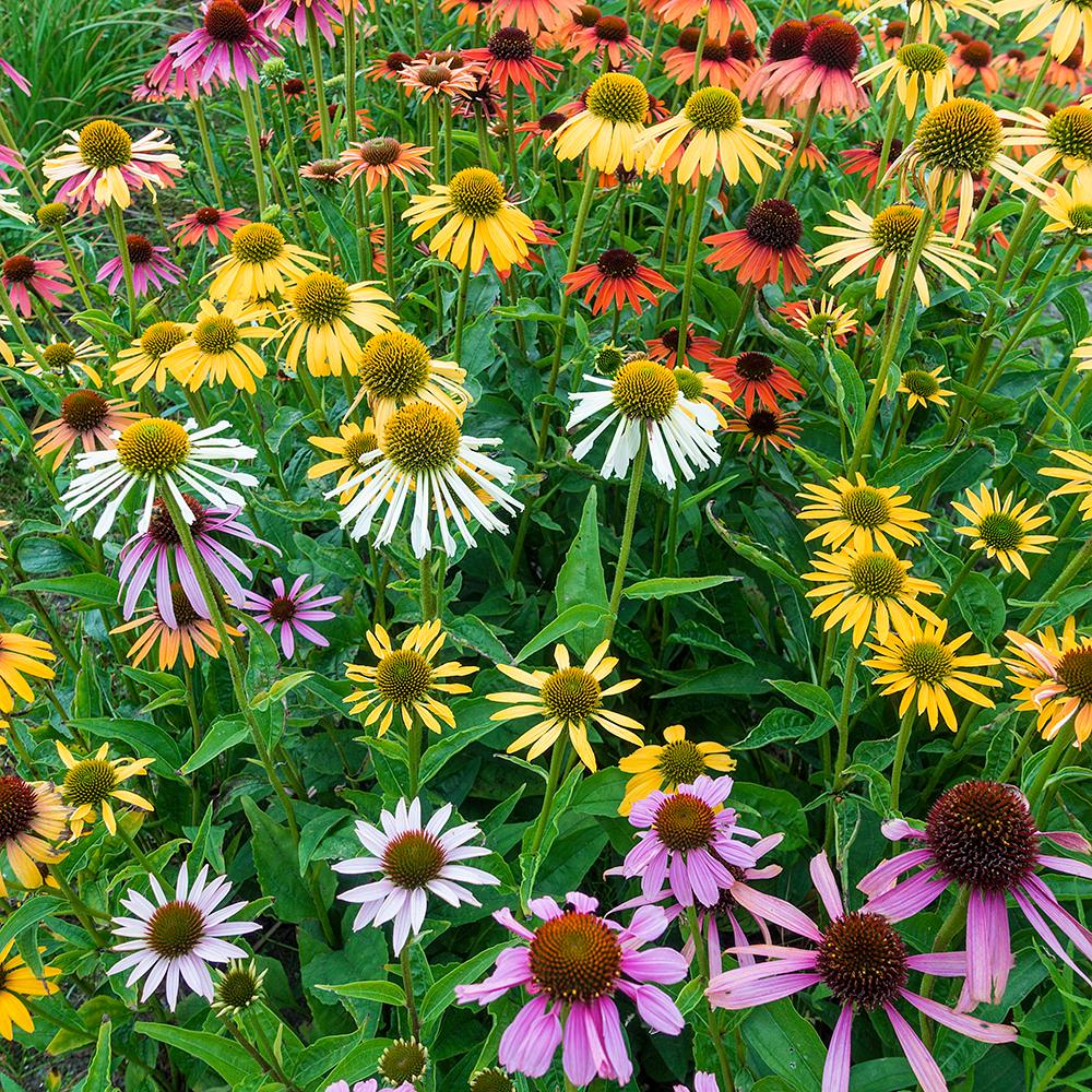 Spring Hill Nurseries Deluxe Coneflower Mixture Echinacea Live Spring Hill Nurseries Deluxe Coneflower Mixture Echinacea Live Bareroot Plant Multiple Colored