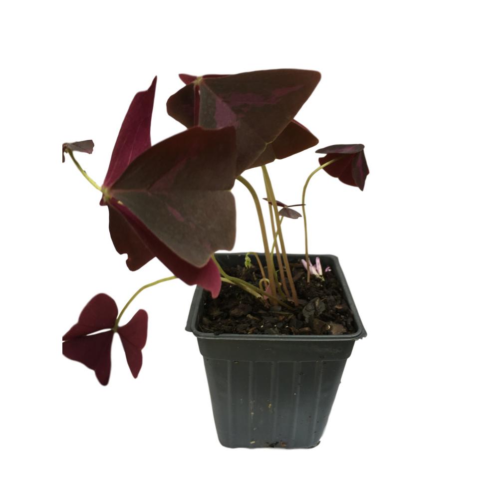 Daylily Nursery 4 In Pot Purple Shamrock Oxalis Sorrel Plant The Home Depot