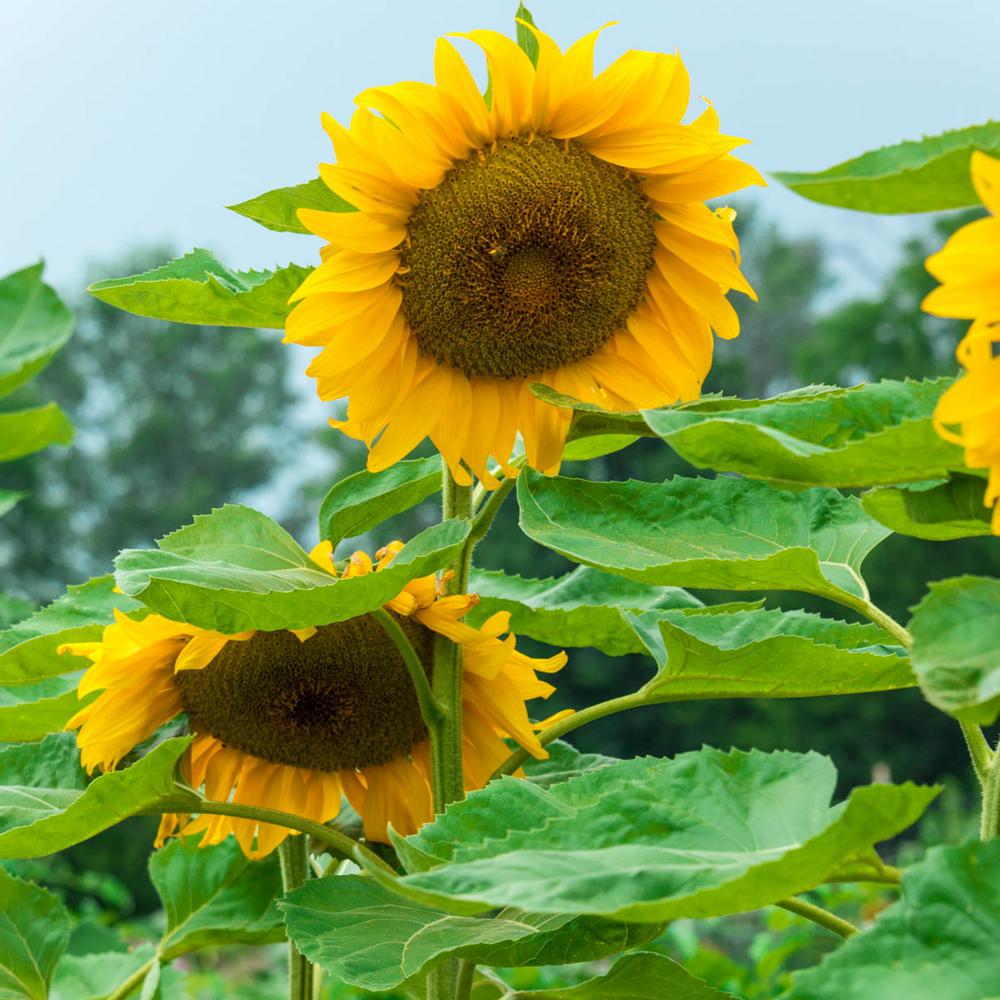 Выращивание подсолнуха. Roasted Sunflower Seeds. Sunflower Packet.