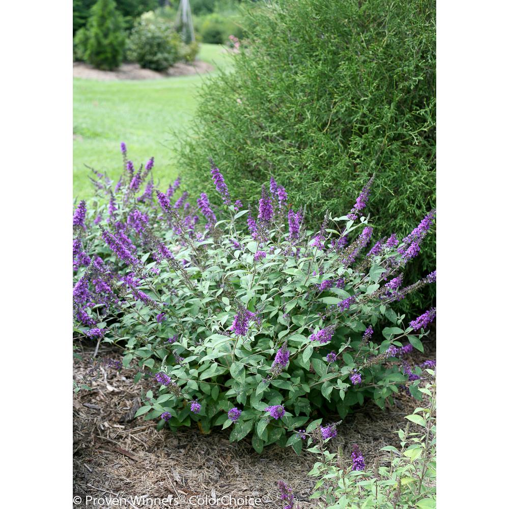 1 Gal. Lo and Behold 'Blue Chip Jr.' Butterfly Bush (Buddleia) Live Shrub, Blue-Purple Flowers