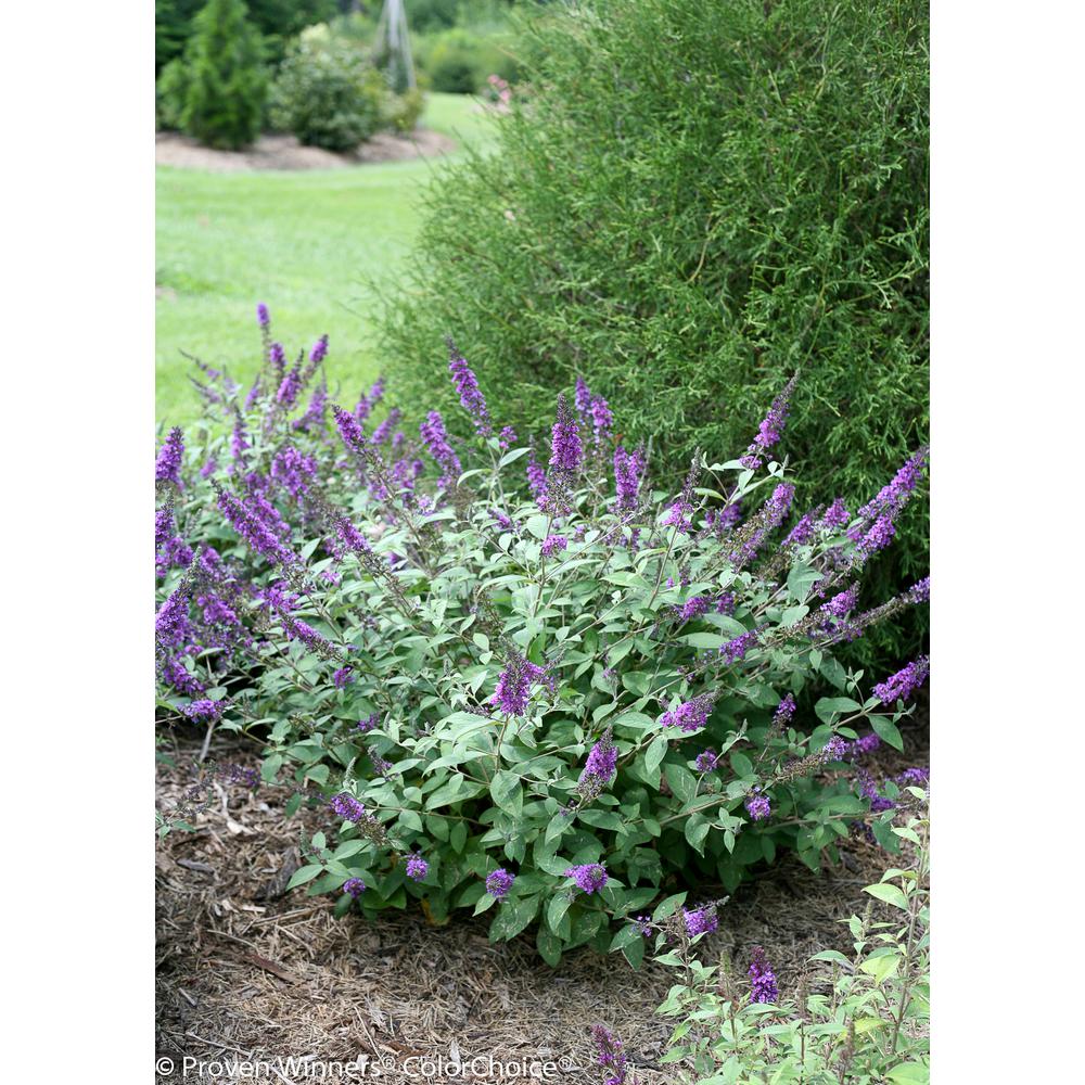 Lo and behold 'Blue Chip Jr.' Butterfly Bush (Buddleia) Live Shrub, Blue-Purple Flowers, 4.5 in. Qt.