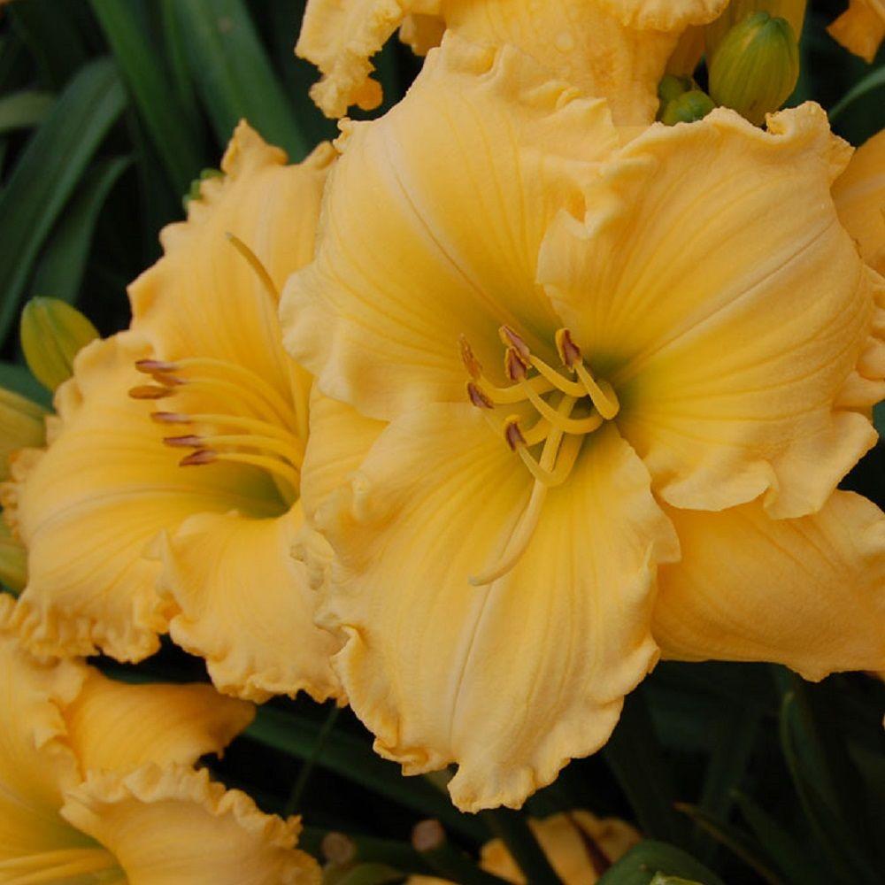 Daylily Perennials Garden Plants & Flowers The Home Depot