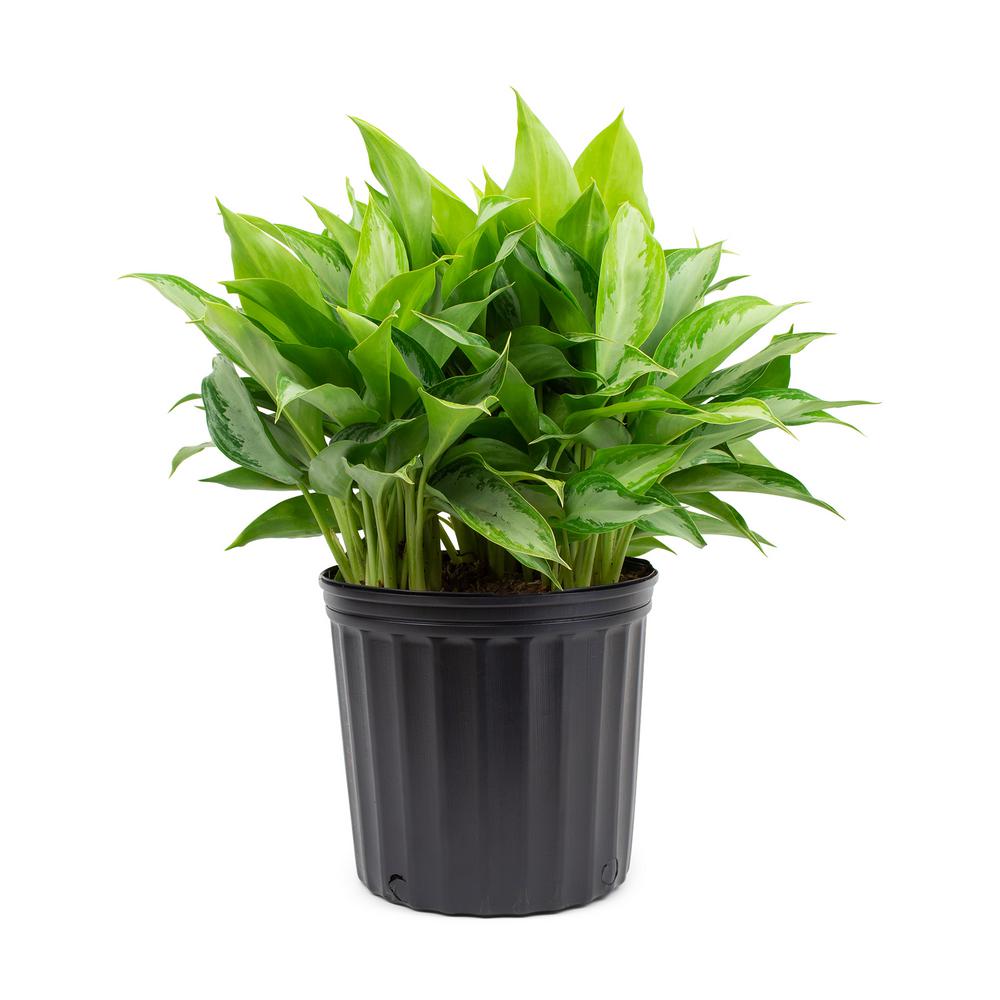 Pure Beauty Farms 1.9 Gal. Aglaonema Golden Bay Chinese Evergreen Plant in 9.25 In. Grower Pot