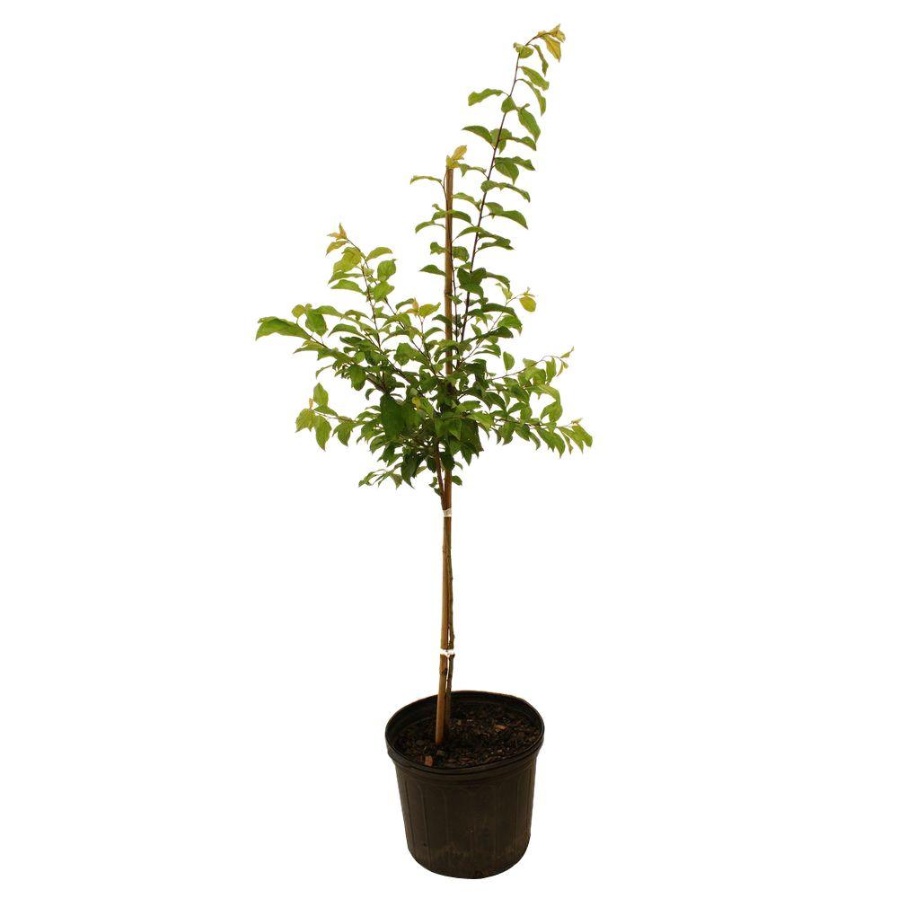 26 best trees images on Pinterest | Fruit plants, Lowes and Fruit ...