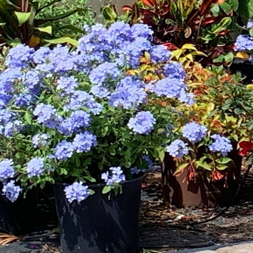 3 Gal. Plumbago Imperial Blue Flowering Shrub with Blue Flowers ...