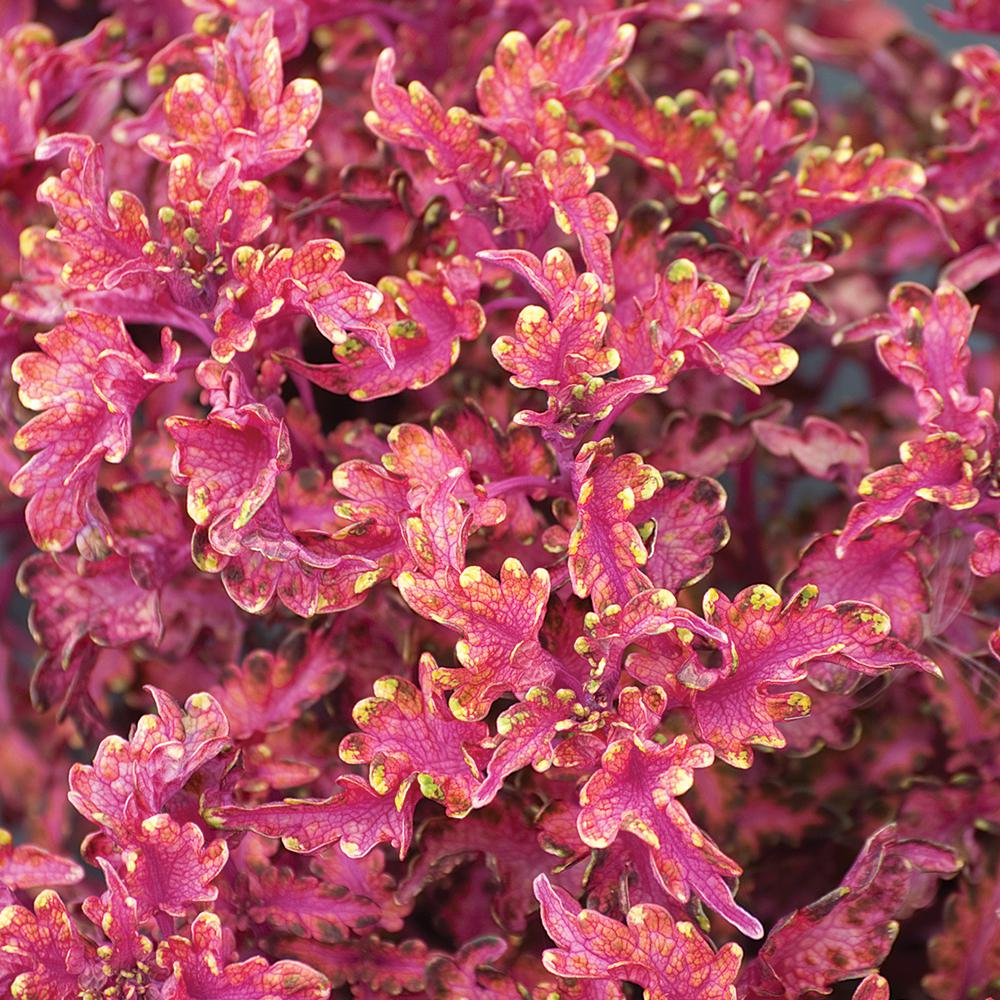 Колеус red coral фото