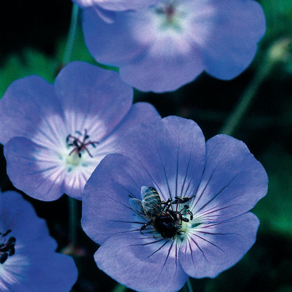 Van Zyverden Longest Blooming Hardy Geranium Rozanne Root (Set of 1