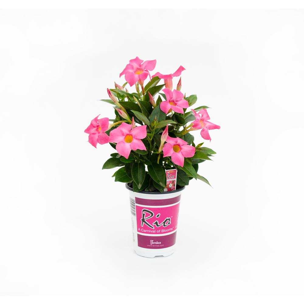 Rio 1 Qt. Dipladenia Flowering Annual Shrub with Red, Pink, White and ...