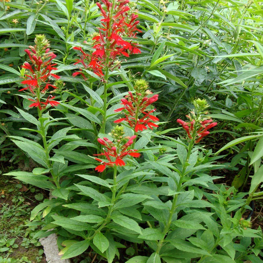 Red Perennials Garden Plants Flowers The Home Depot Cardinal Flower Plant