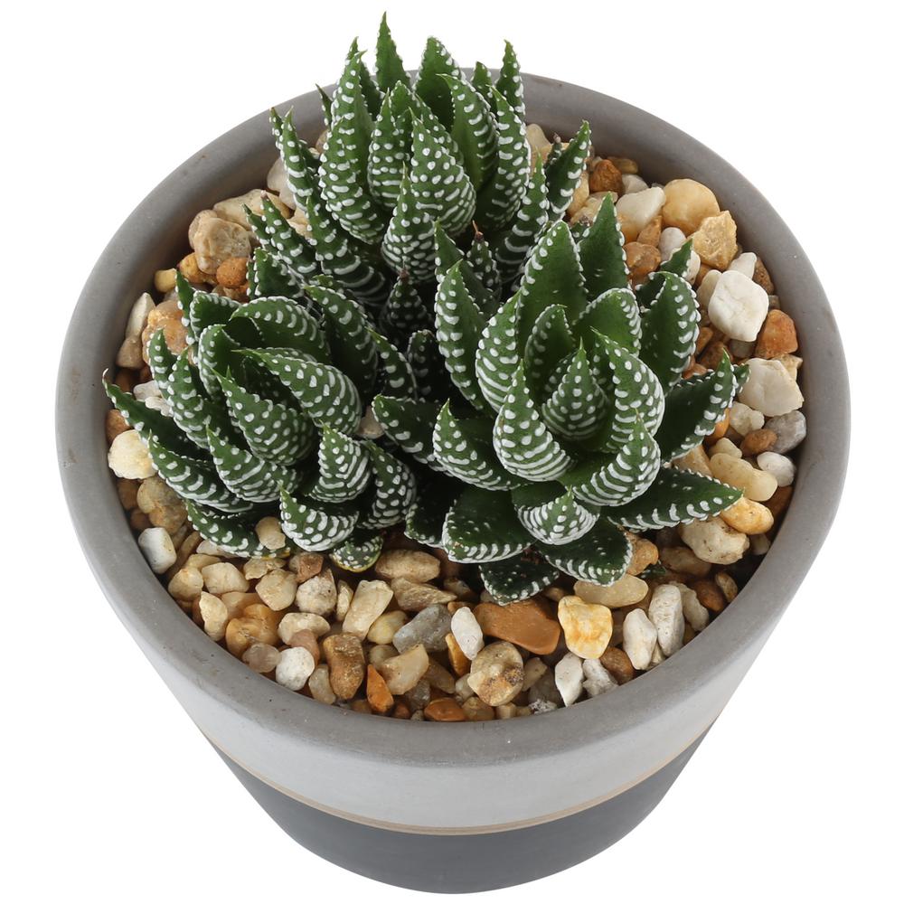 Costa Farms Haworthia Succulent In 4 In Charcoal Modern Ceramic Planter 4suchawmasonmah The Home Depot,Dog Ear Mites Pictures