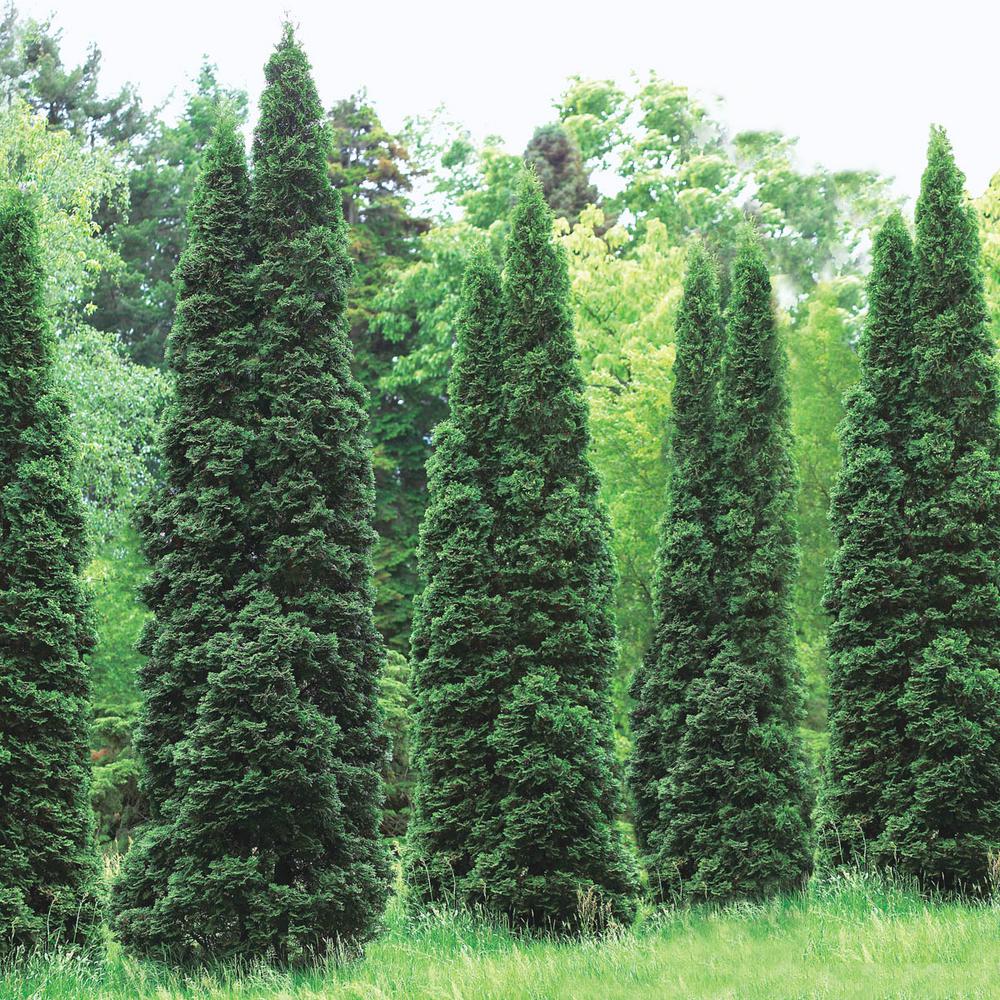 Green Giant Arborvitae Growth Chart