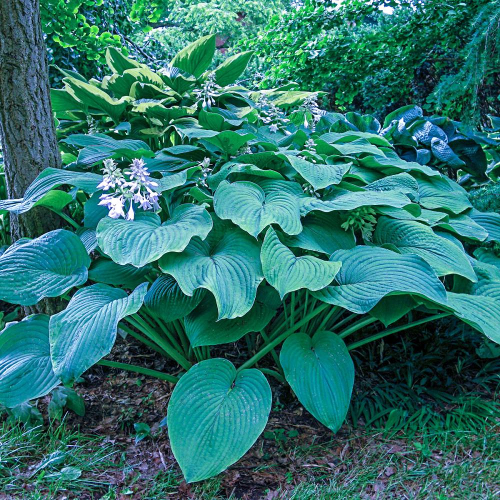 Spring Hill Nurseries Kingsize Hosta Live Bareroot Perennial With Kingsize Hosta Live Bareroot Perennial With Green Foliage 3 Pack