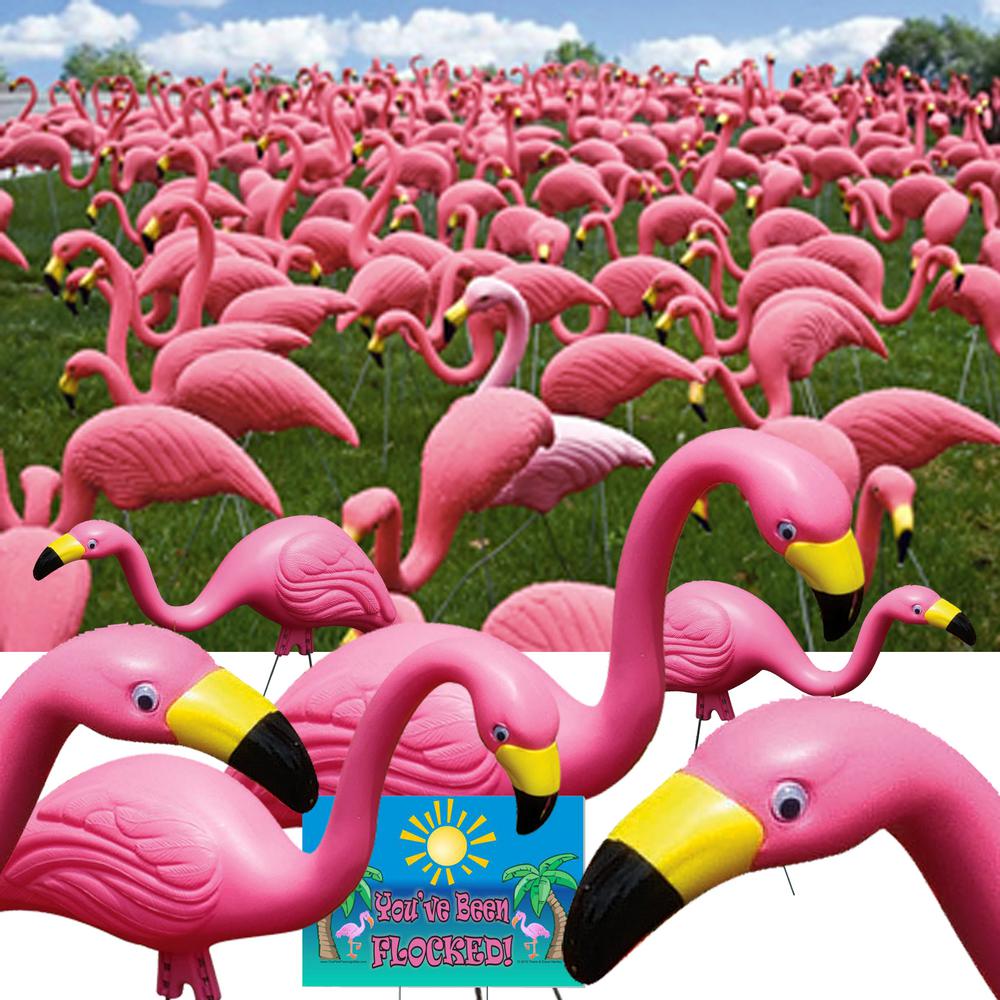 Bloem Pink Flamingo 50 Pack Bulk G2 The Home Depot Pink Flamingo 50 Pack