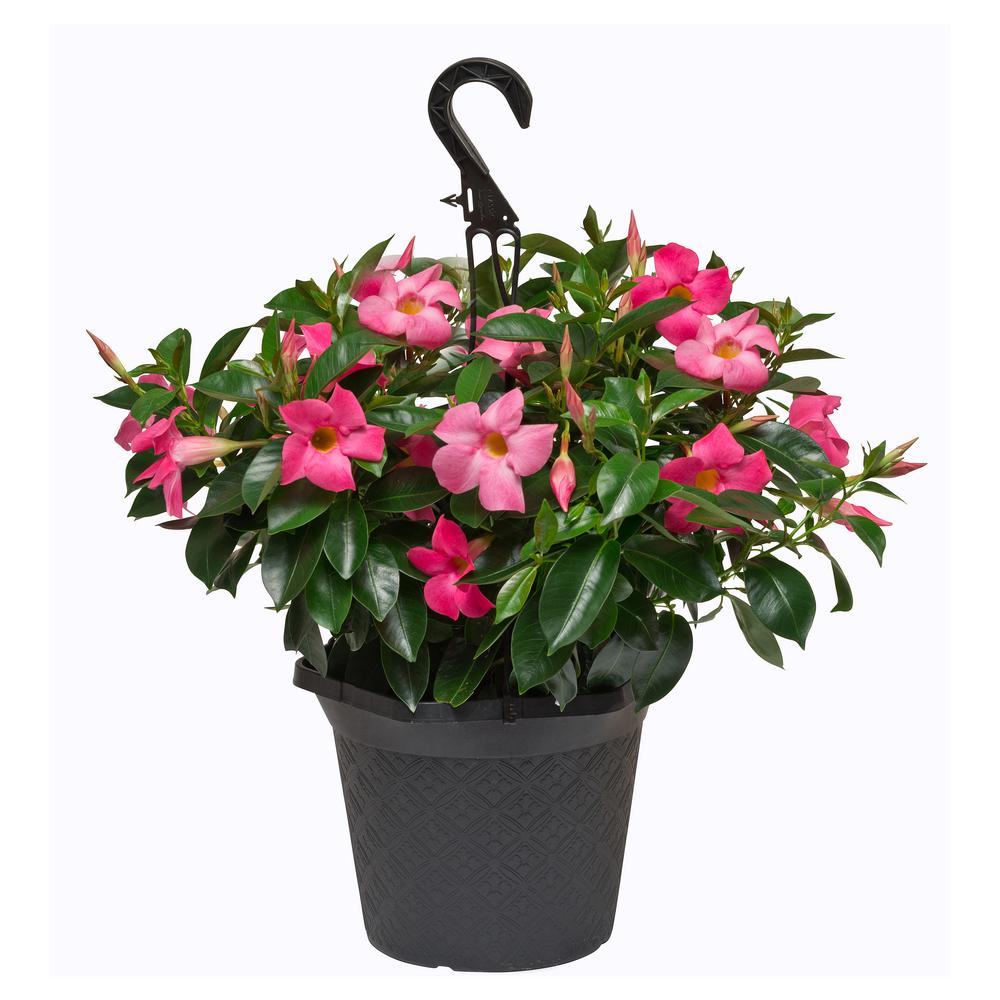 Rio 10 Hanging Basket Dipladenia Flowering Annual Shrub With Red Pink White And Raspberry