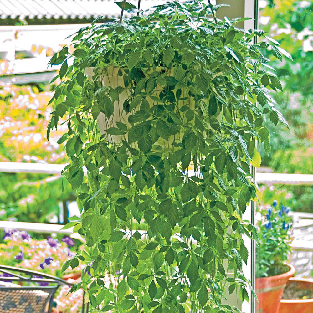 Gurney�s 3 in. Pot Immortality Jiaogulan Herb, Live Potted