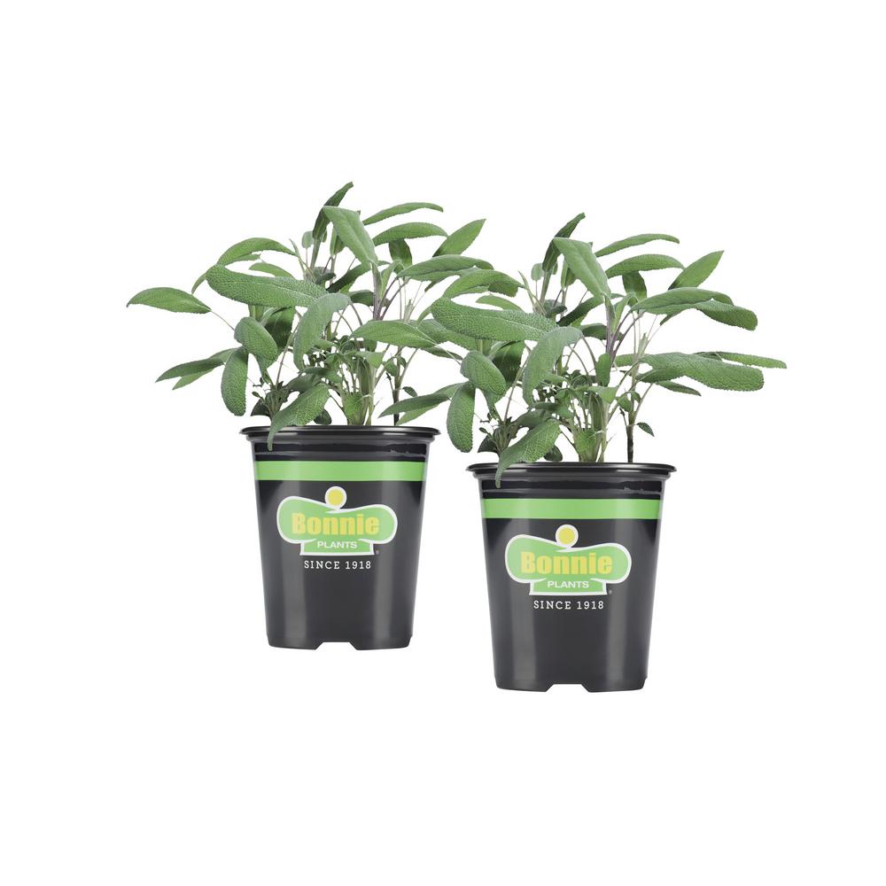 Bonnie Plants 19.3 oz. Garden Sage (2-Pack Live Plants ...