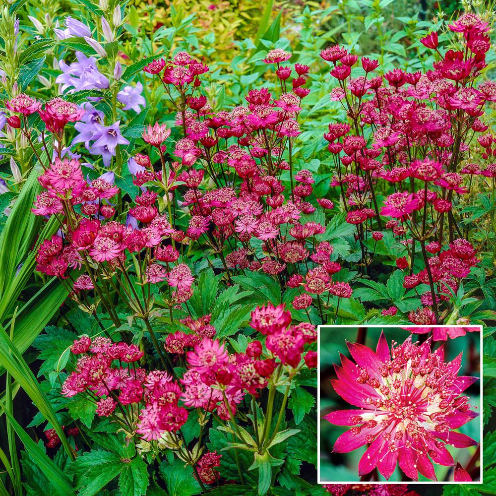 Spring Hill Nurseries Rubra Masterwort Astrantia Live Bareroot Plant Red Flowering Perennial 1 Pack Spring Hill Nurseries Rubra Masterwort Astrantia Live Bareroot Plant Red Flowering Perennial 1 Pack