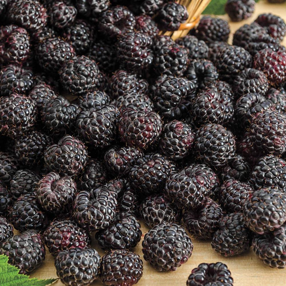 Gurney S Sweet Repeat Black Raspberry Rubus Live Bareroot Fruting Sweet Repeat Black Raspberry Rubus Live Bareroot Fruting Plant 1 Pack