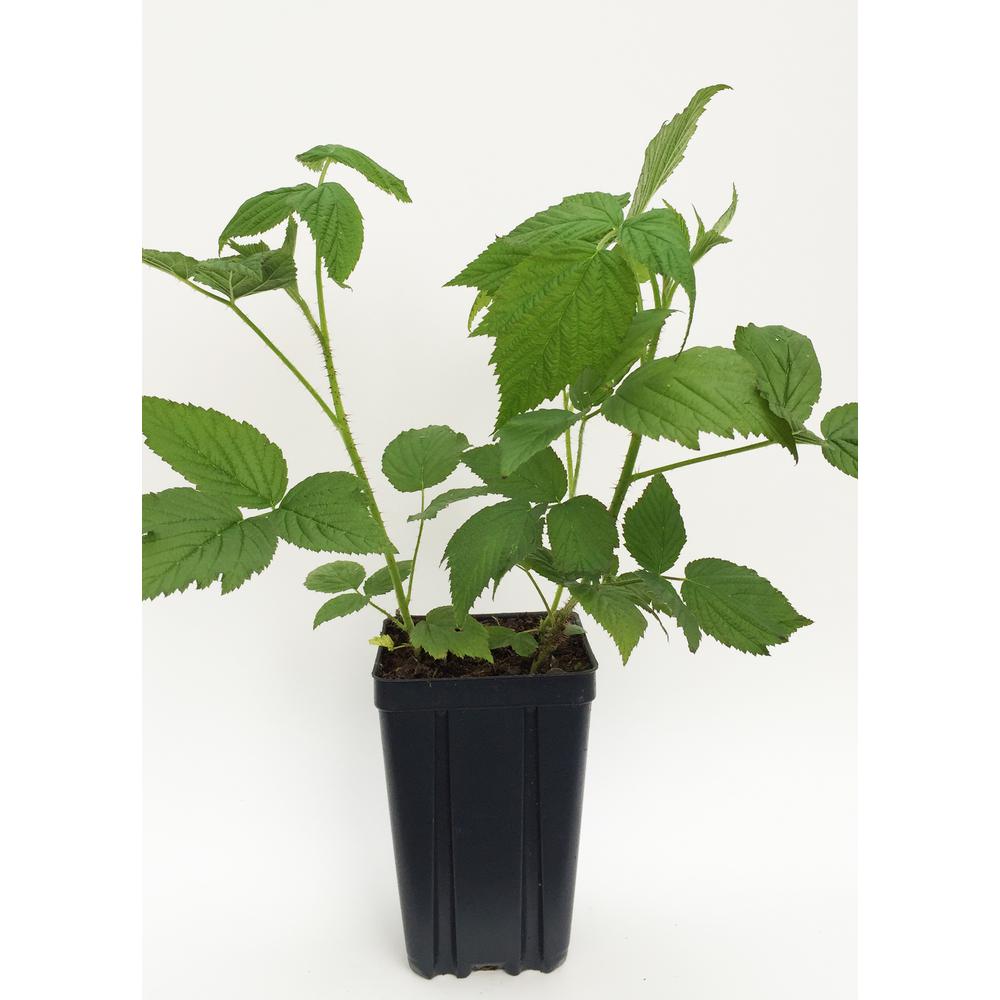 Sweet Berry Selections Polana Red Raspberry Fruit Bearing Potted Plant 