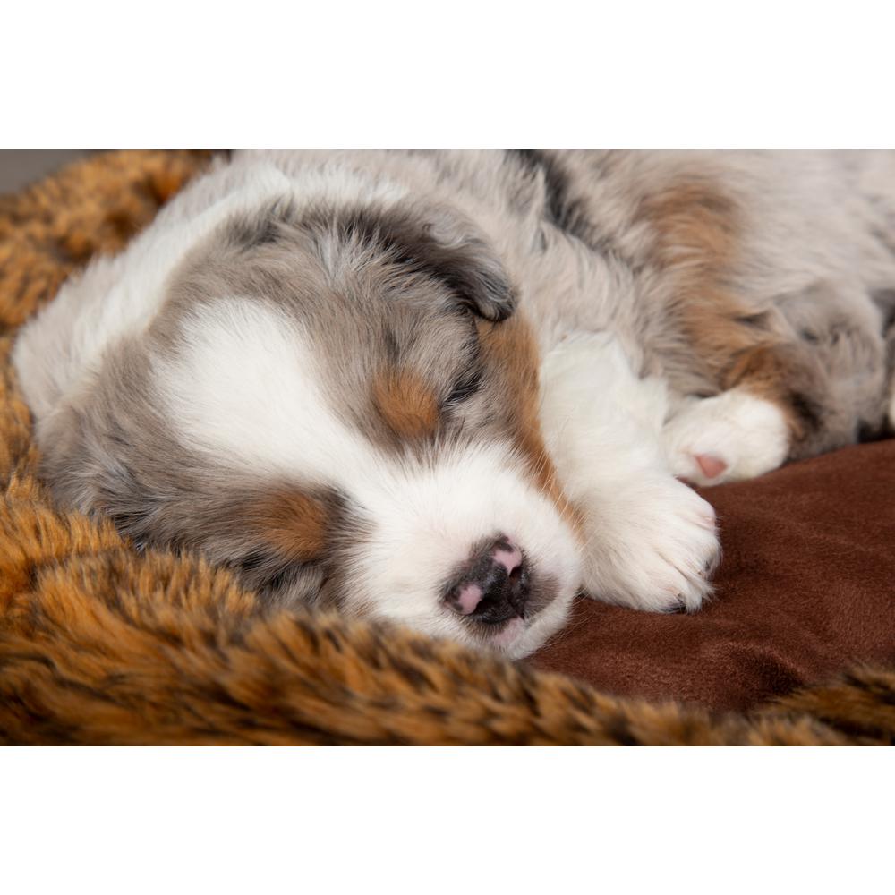 Scruffs Paw Brown Polyester Dog Bed Bed Rcd 939489 The Home Depot