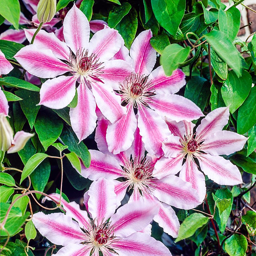 Spring Hill Nurseries Nelly Moser Clematis Live Bareroot Plant Nelly Moser Clematis Live Bareroot Plant White And Pink Flowering Perennial Vine 1 Pack